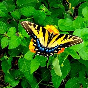 Make me an offer!! 💐💐💐